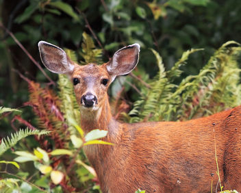 Bright Eyes - Free image #284535